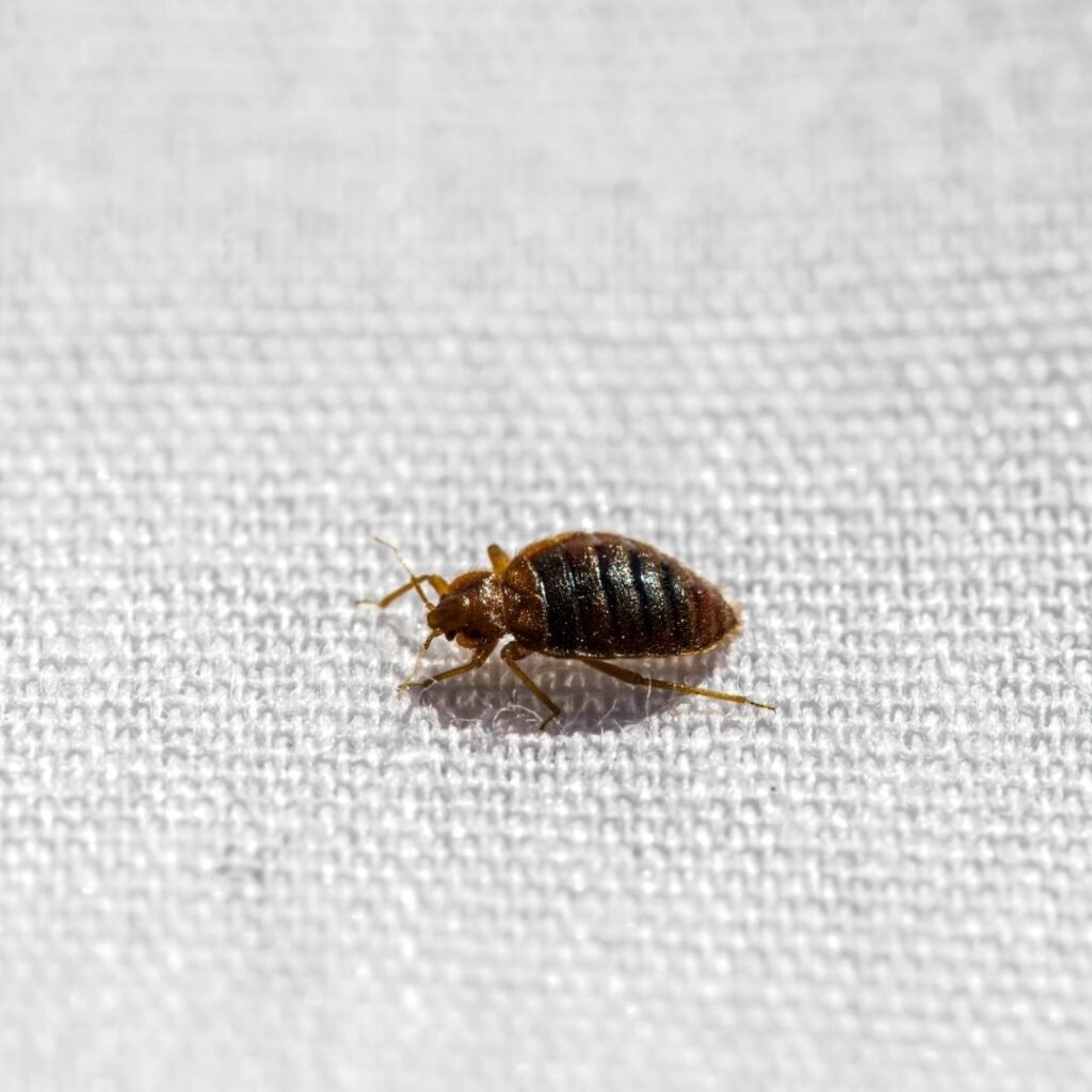 bed bug treatment