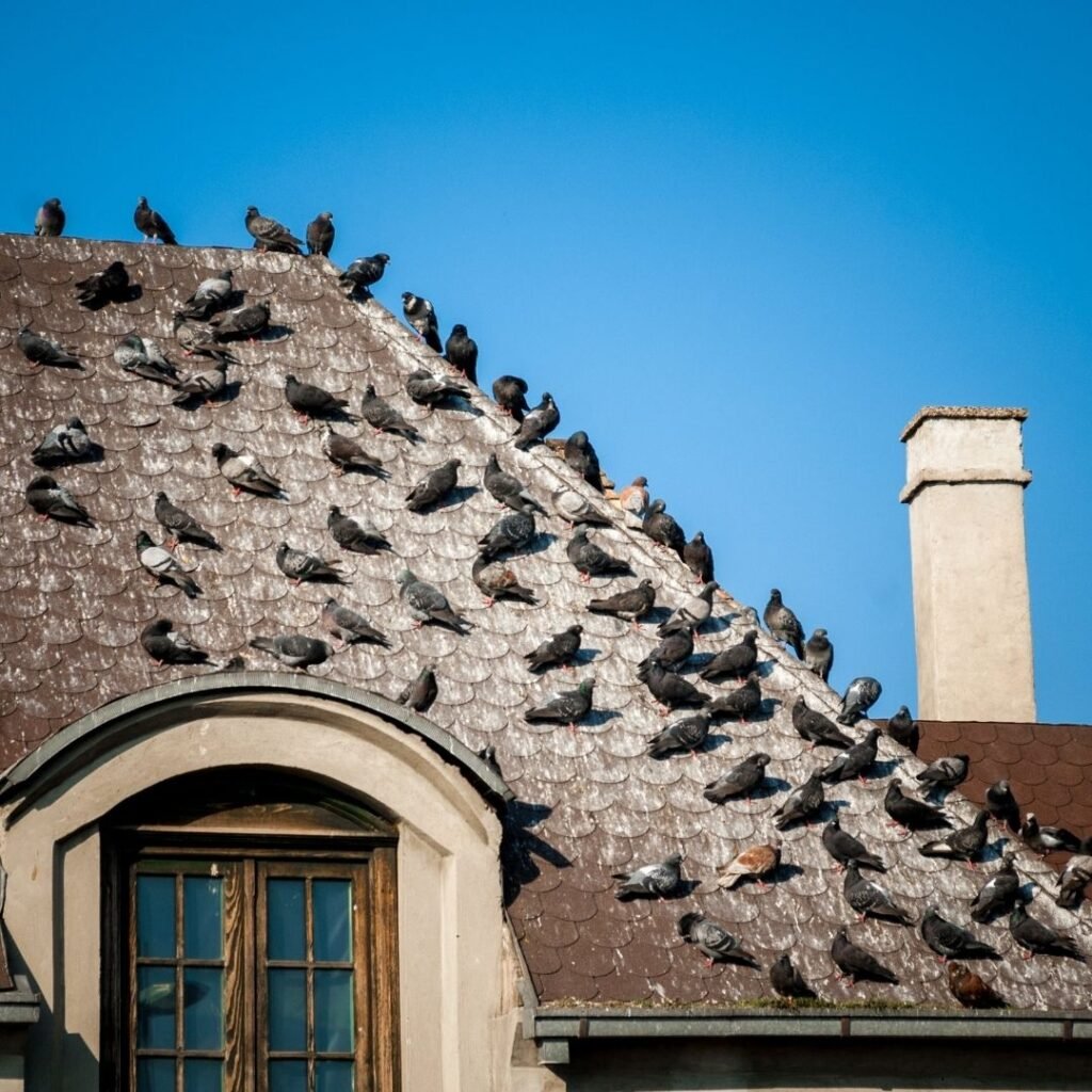 bird-pigeon-control-in-Idaho Falls