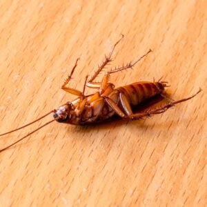 Cockroach Treatment in Idaho Falls | Colling Professional Services