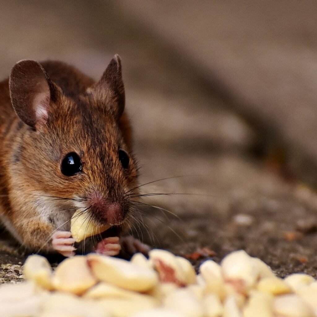 rodent control in Idaho Falls