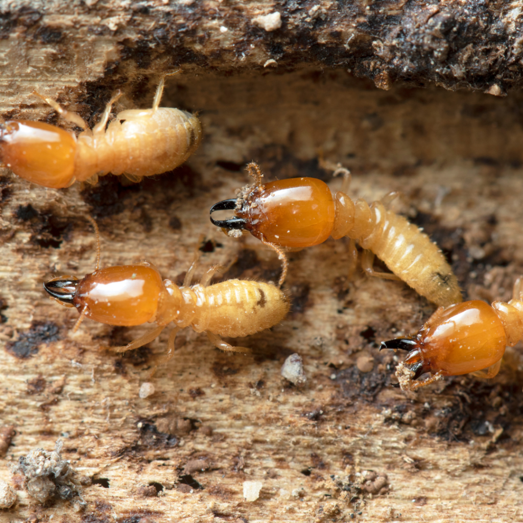 termite treatment in Idaho Falls