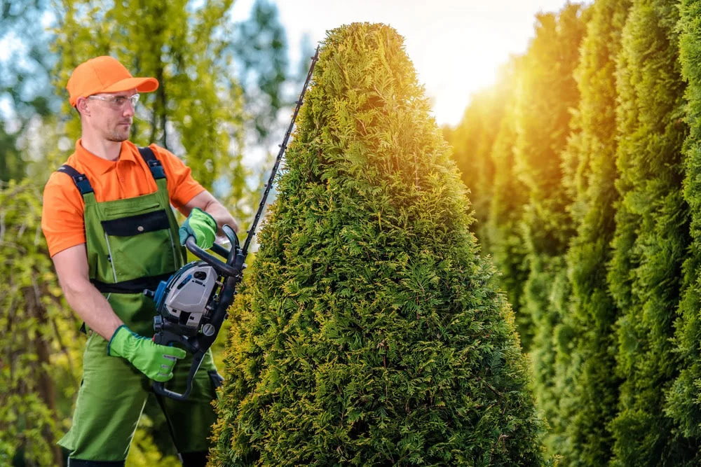Professional Tree Removal for Your Property